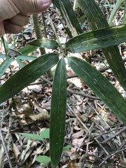 Phyllostachys makinoi