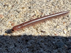 Parajulinae