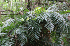 Stenochlaena palustris