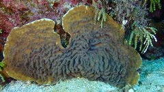 Helioseris cucullata