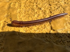 Parajulinae