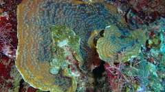 Helioseris cucullata