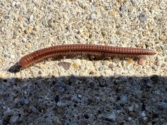 Parajulinae