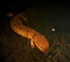 Necturus maculosus