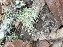 Usnea