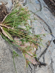 Cyperus compressus