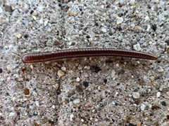Parajulinae