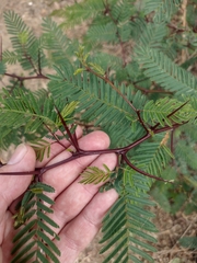 Vachellia macracantha