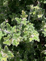 Xanthosia pilosa