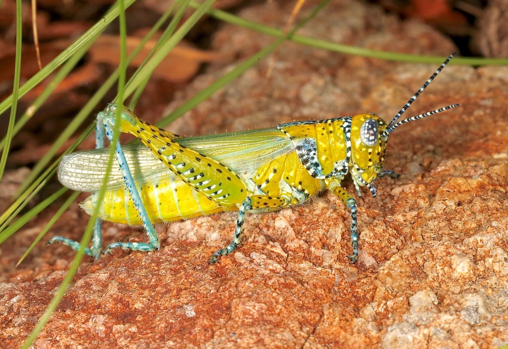 Panther-spotted Grasshopper