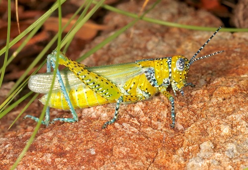 Panther-spotted Grasshopper