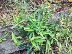 Trachelospermum jasminoides