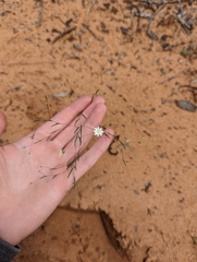 Podolepis capillaris