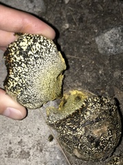 Pisolithus