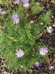 Brachyscome multifida