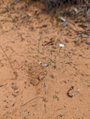 Podolepis capillaris