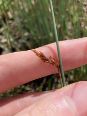 Machaerina juncea