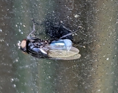 Australophyra rostrata