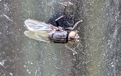 Australophyra rostrata