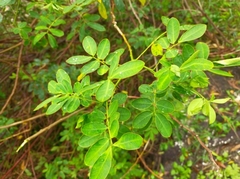 Senna pendula glabrata