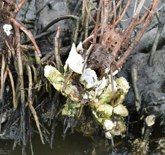 Crassostrea virginica