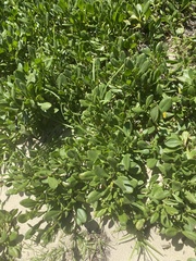 Scaevola calendulacea