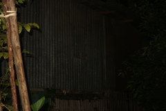 Gekko gecko