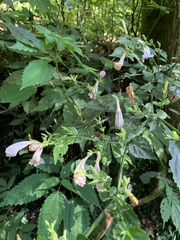 Strobilanthes flexicaulis