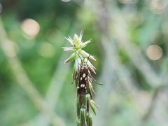 Eretmocera impactella