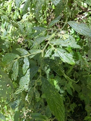 Elatostema lineolatum