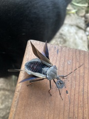 Pachylis nervosus