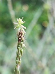 Eretmocera impactella