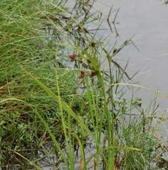 Bolboschoenus robustus