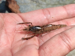 Macrobrachium asperulum