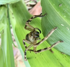 Neosparassus calligaster
