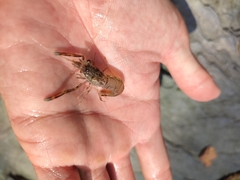 Macrobrachium asperulum