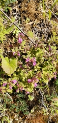 Pedicularis