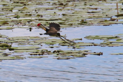 Irediparra gallinacea