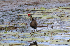 Irediparra gallinacea