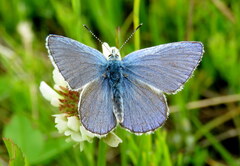 Plebejus anna