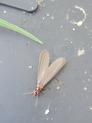 Zootermopsis nevadensis