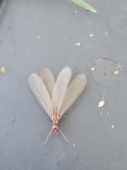 Zootermopsis nevadensis