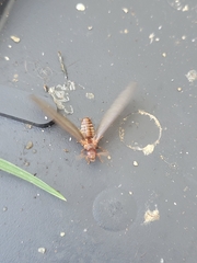 Zootermopsis nevadensis