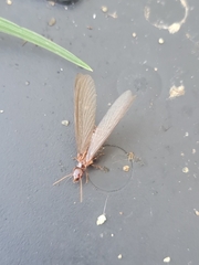 Zootermopsis nevadensis