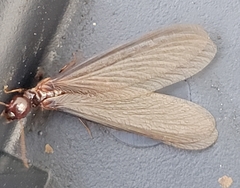 Zootermopsis nevadensis