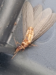 Zootermopsis nevadensis