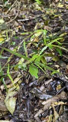 Parsonsia heterophylla