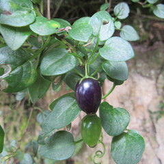 Salpichroa tristis
