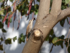 Lepidocolaptes angustirostris