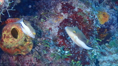 Canthigaster rostrata